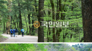 [임항 논설위원-그 숲길 다시 가보니] ‘천년의 숲길’ ‘선재길’ 오대산 옛길엔 평화와 힐링이…