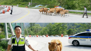 [댓글 명언] 소생크탈출 자랑한 경찰청…“월급값 했네”