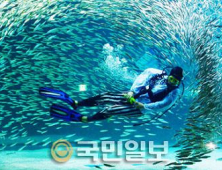정어리들의 군무