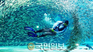 정어리들의 군무
