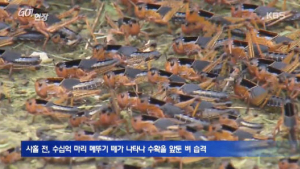 나라가 어지러우니…추석 앞둔 벼논에 수십억마리 메뚜기떼 출현