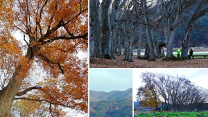 [임항 논설위원의 ‘그 숲길 가보니’] 지리산, 인걸과 절개를 품어 온 큰 산