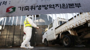 구제역 ‘2010년 악몽’도 천안서 시작…양돈농가 술렁