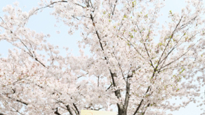 갤러리아, 난치병 환아 소원 성취 일조