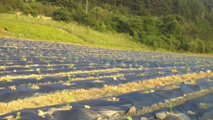 국민안전처, ‘폭염주의보’ 긴급 안내 문자 발송… “이례적인 일”