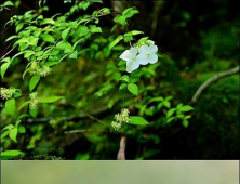 성널수국과 되지빠귀, 제주를 대표하는 6월의 꽃과 새