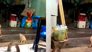 [쿠키영상] 고양이 속이려한 쥐들의 자작극?