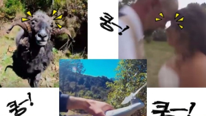 [쿠키영상] 여기저기 ‘쿵!’ 드론 충돌사고 장면