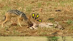 [쿠키영상] 새끼 누를 산 채로 뜯는 자칼