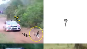 [쿠키영상] 레이싱 카에 치일 위기! 행운의 개 포착