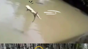 [쿠키영상] 악어 사육장에 내던져진 고양이, 필사적으로 탈출해보지만...