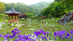 아침고요수목원 3일부터 수국전시회 실시