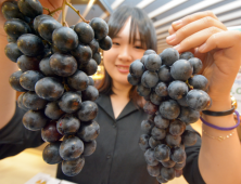 대구백화점, 수퍼 포도 고객 관심 '집중'