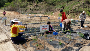 수확의 행복… 영주시, 도시텃밭 분양