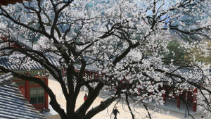 전문가에게 듣는 덕수궁 이야기…덕수궁 전각 특별공개, 24일 신청