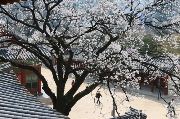 덕수궁 석어당에서 바라본 살구꽃 풍경(문화재청 제공)