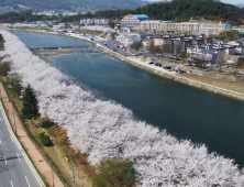경북 상주는 지금 ‘벚꽃 천국’