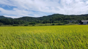 경북도, 논 이용 2모작 적극 도입