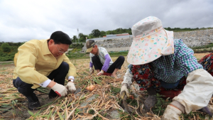 산청지역 공무원 등 330여명, 양파수확 일손돕기