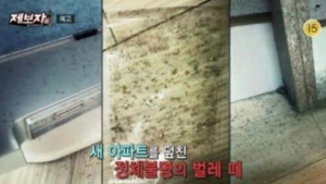 혹파리 떼 덮친 '벌레아파트'…