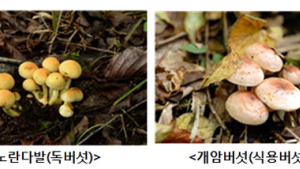 “장마철 야생버섯 함부로 먹지 마세요”…독버섯 주의