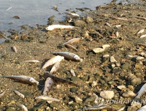 전주 삼천서 물고기 떼죽음…원인은 ‘폭염·소나기’
