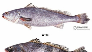 민어과 물고기도 ‘민어’?…보양식으로 둔갑한 열대어탕
