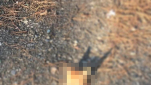 “누가 이런 짓을”…대낮 캠퍼스에서 목 잘린 고양이 발견 ‘충격’