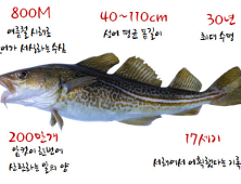 부산수산자원연구소, 어린 대구 500만 마리 방류