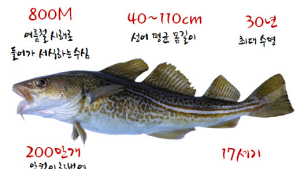 부산수산자원연구소, 어린 대구 500만 마리 방류