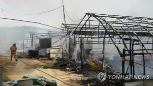 충남 부여 양계장 화재로 병아리 1만1000마리 타 죽어