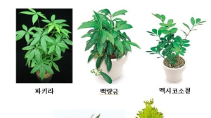 파키라가 뭐길래…미세먼지 타고 실검 등극