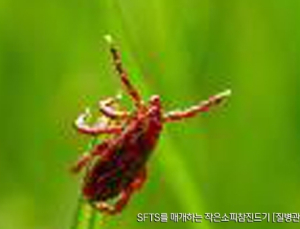 충남서 올해 첫 'SFTS' 환자 발생 '야생 진드기 주의보'