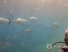 태평양 참다랑어 고성서도 잡혀… 바다 수온 상승 이유