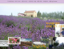 고성라벤더 축제, 시각+후각 동시 만족