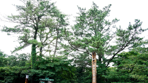 제주도에서 1년... 천년의 숲 비자림