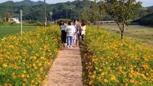 [포토뉴스]산청 신안면 국도변‧산책로 주변에 만개한 황화코스모스