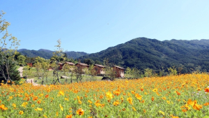 [포토뉴스]함양 지리산생태체험단지에 꽃 만발 탐방객 유혹