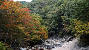 [여기어때]가을 정취 물씬 나는 산청 대원사 계곡실