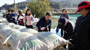 산청군, 공공비축미 매입 시작 3200t 규모