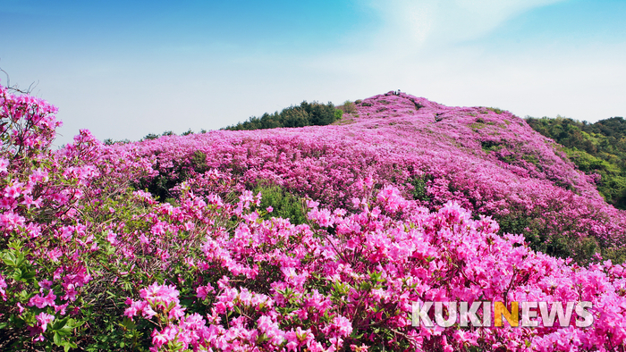 장수 봉화산 산철쭉군락지