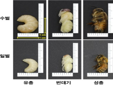 새로운 식품원료에 '수벌 번데기' 추가…고단백 미래식량 활용 기대