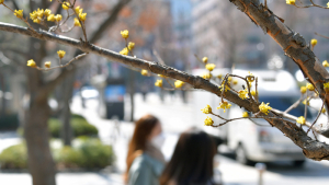 경칩에 핀 산수유