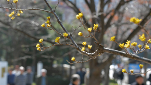 봄의 전령 산수유