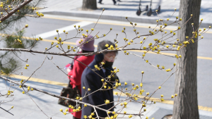 경칩에 찾아온 산수유