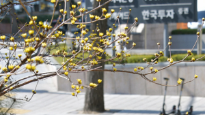 꽃망울 터트린 산수유