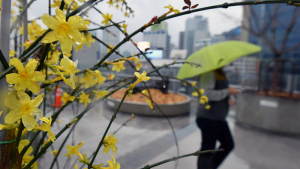 '영춘화와 노란 우산'