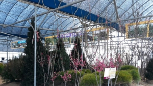 국내 철쭉묘목 절반 이상 생산, 완주 소양 나무시장 개장