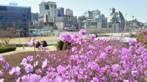 도심 속 진달래 꽃밭