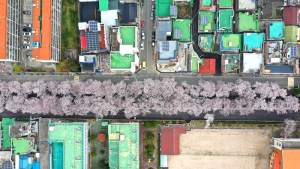 코로나 속 만개한 벚꽃길